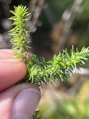 Seriphium cinereum