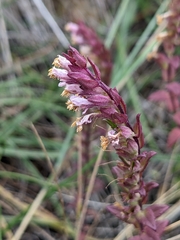Odontites vulgaris