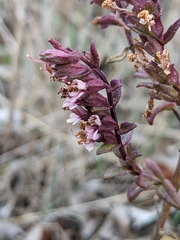 Odontites vulgaris