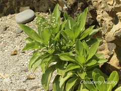 Heliotropium arboreum