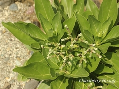 Heliotropium arboreum