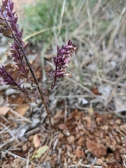 Odontites vulgaris