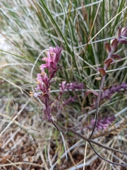 Odontites vulgaris