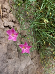 Convolvulus chinensis