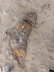 Arctocephalus australis