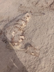 Arctocephalus australis