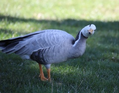 Anser indicus