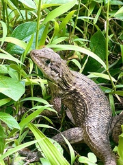 Leiocephalus carinatus