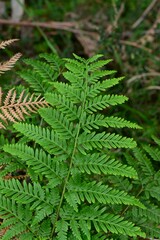 Pteris tremula