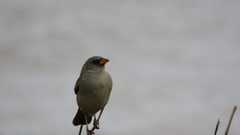 Embernagra platensis