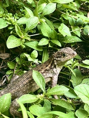 Leiocephalus carinatus