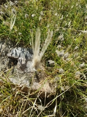 Chloris virgata