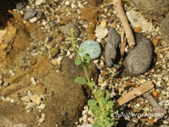 Chenopodium acuminatum