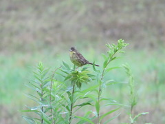 Emberiza personata