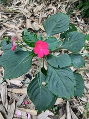Impatiens walleriana