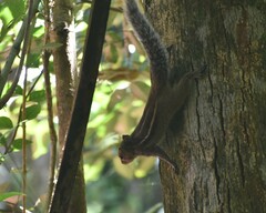 Funambulus tristriatus