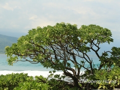 Heliotropium arboreum