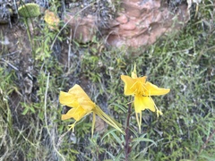 Oenothera longissima