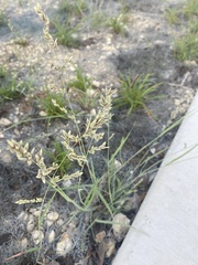 Eragrostis secundiflora