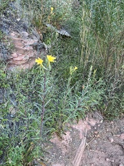 Oenothera longissima