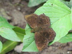 Carcharodini