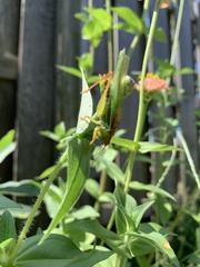 Orchelimum pulchellum