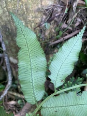 Angiopteris lygodiifolia