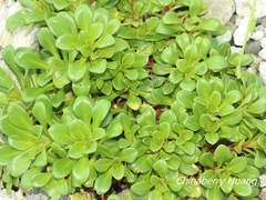 Lysimachia mauritiana