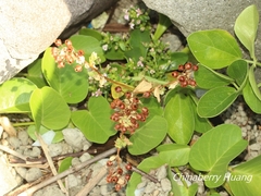 Lysimachia mauritiana