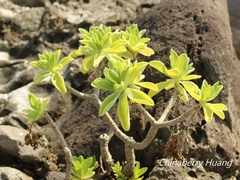 Heliotropium arboreum