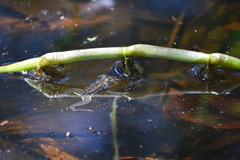 Anura