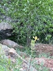 Oenothera longissima