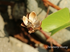 Ipomoea pes-caprae brasiliensis