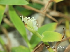 Thuarea involuta