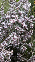 Amphithalea ericifolia