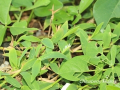 Thuarea involuta