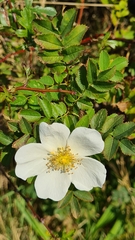 Rosa spinosissima