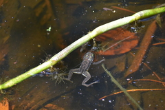 Anura