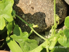Cucumis maderaspatanus