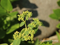 Euphorbia atoto