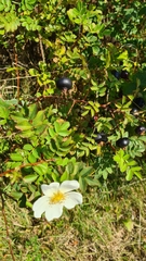 Rosa spinosissima