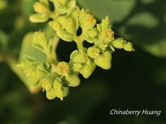 Euphorbia atoto
