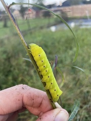 Eumorpha fasciatus
