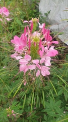 Cleome houtteana