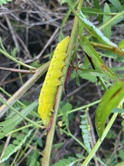 Eumorpha fasciatus