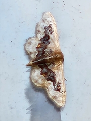 Idaea gemmata