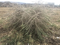 Echium italicum