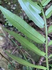 Angiopteris lygodiifolia