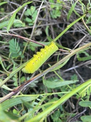 Eumorpha fasciatus