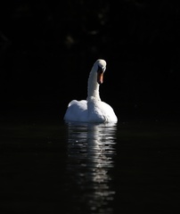 Cygnus olor
